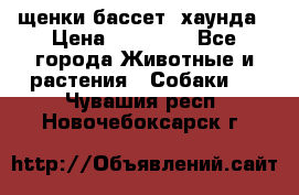 щенки бассет- хаунда › Цена ­ 20 000 - Все города Животные и растения » Собаки   . Чувашия респ.,Новочебоксарск г.